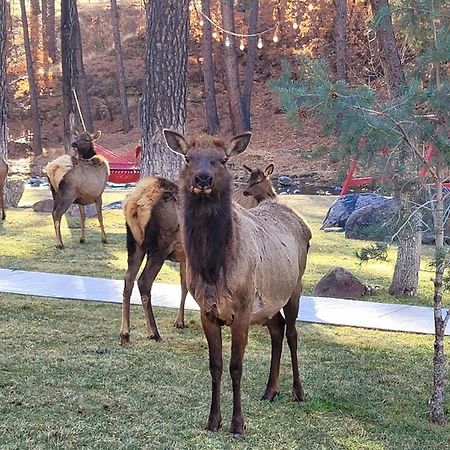 מלון רואידוסו Sierra Blanca Cabins מראה חיצוני תמונה